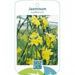Jasminum nudiflorum