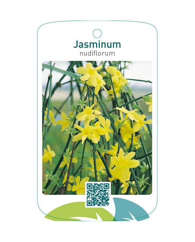 Jasminum nudiflorum