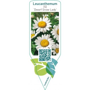 Leucanthemum (S) ‘Dwarf Snow Lady’
