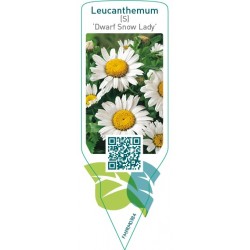 Leucanthemum (S) ‘Dwarf Snow Lady’