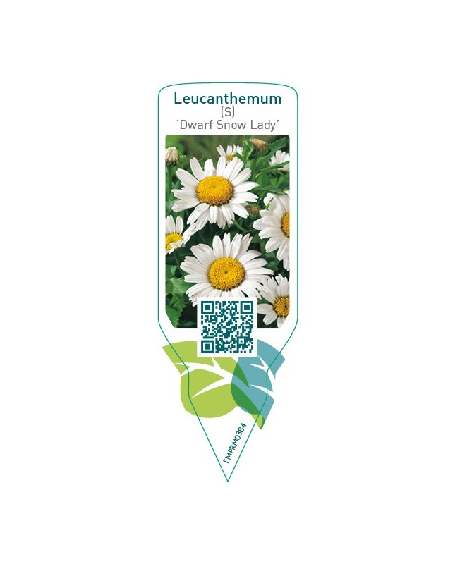 Leucanthemum (S) ‘Dwarf Snow Lady’