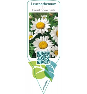 Etichette di Leucanthemum (S) ‘Dwarf Snow Lady’ *