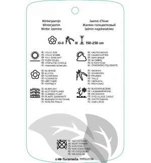 Etichette di Jasminum nudiflorum *