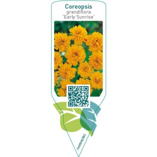 Coreopsis grandiflora ‘Early Sunrise’