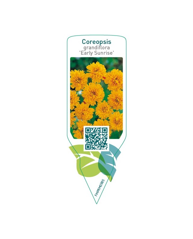Coreopsis grandiflora ‘Early Sunrise’
