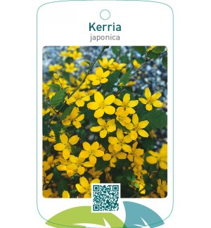 Kerria japonica