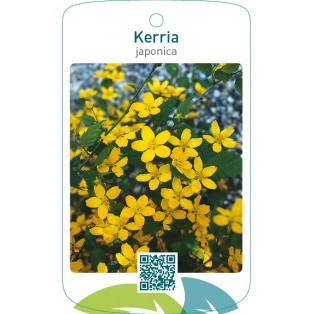 Kerria japonica