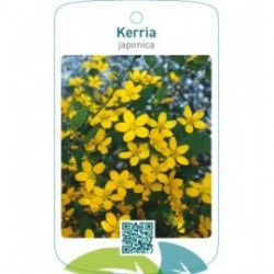 Kerria japonica