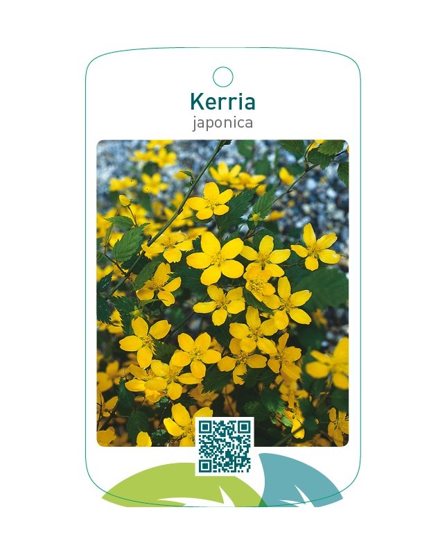 Kerria japonica