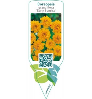 Etichette di Coreopsis grandiflora ‘Early Sunrise’ *