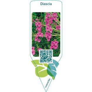 Diascia  pink