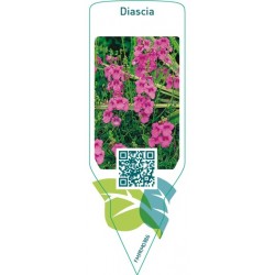 Diascia  pink