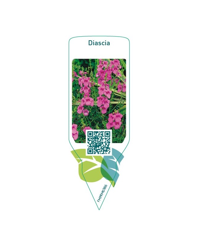Diascia  pink