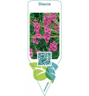 Etichette di Diascia  pink *