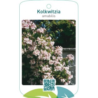 Kolkwitzia amabilis