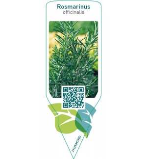 Rosmarinus officinalis (rosemary)