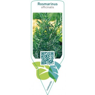 Rosmarinus officinalis (rosemary)