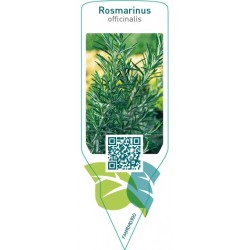 Rosmarinus officinalis (rosemary)