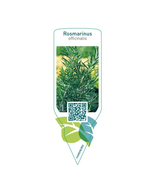 Rosmarinus officinalis (rosemary)