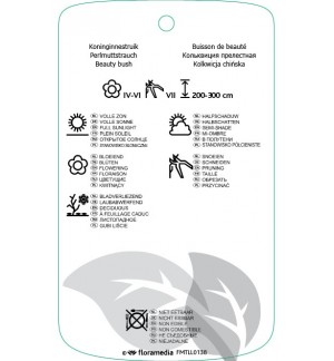 Etichette di Kolkwitzia amabilis *