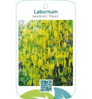 Laburnum xwatereri ‘Vossii’