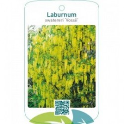 Laburnum xwatereri ‘Vossii’