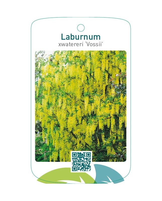 Laburnum xwatereri ‘Vossii’