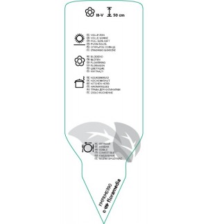 Etichette di Rosmarinus officinalis (rosemary) *