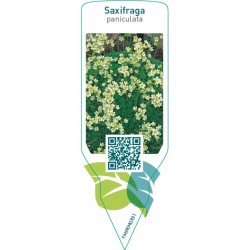 Saxifraga paniculata