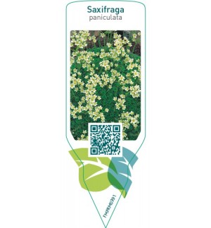 Etichette di Saxifraga paniculata *