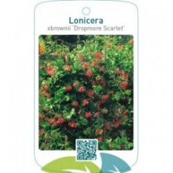 Lonicera xbrownii ‘Dropmore Scarlet’
