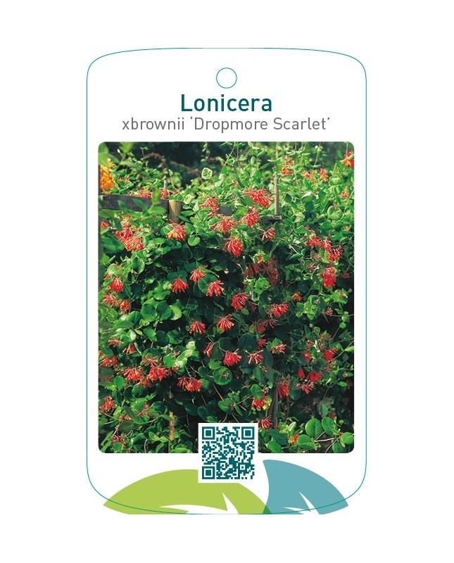 Lonicera xbrownii ‘Dropmore Scarlet’