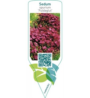 Etichette di Sedum spurium ‘Fuldaglut’ *