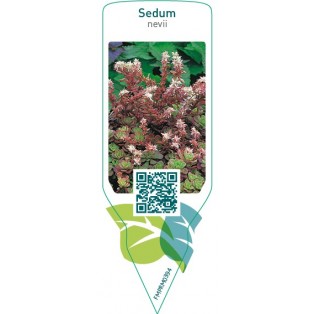 Sedum nevii
