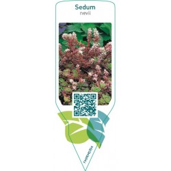 Sedum nevii