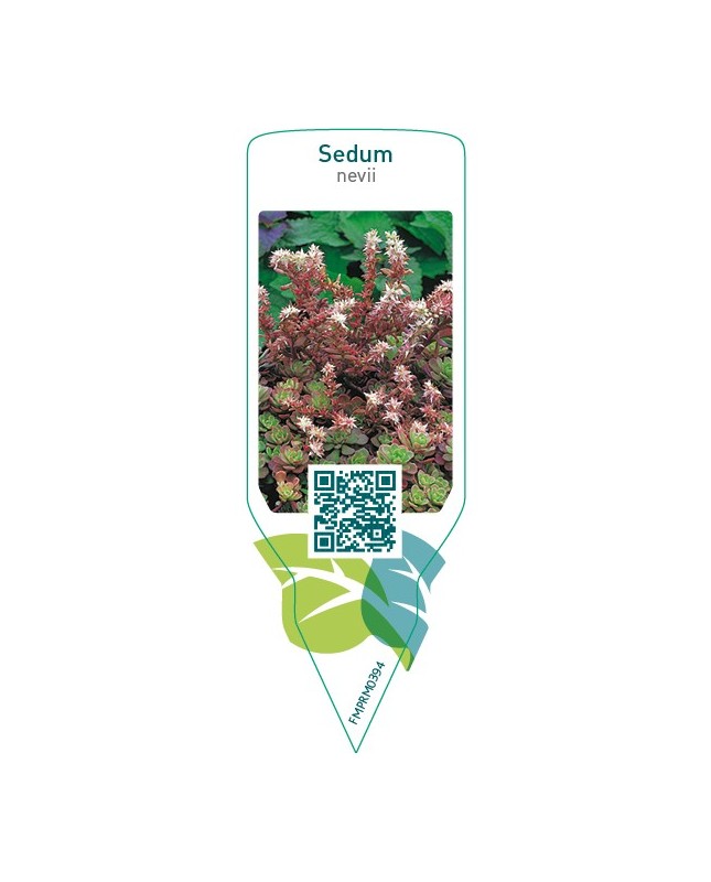Sedum nevii