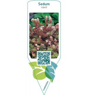 Etichette di Sedum nevii *