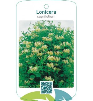 Lonicera caprifolium