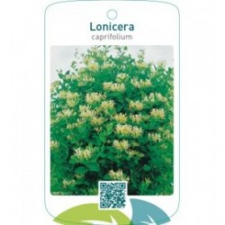 Lonicera caprifolium