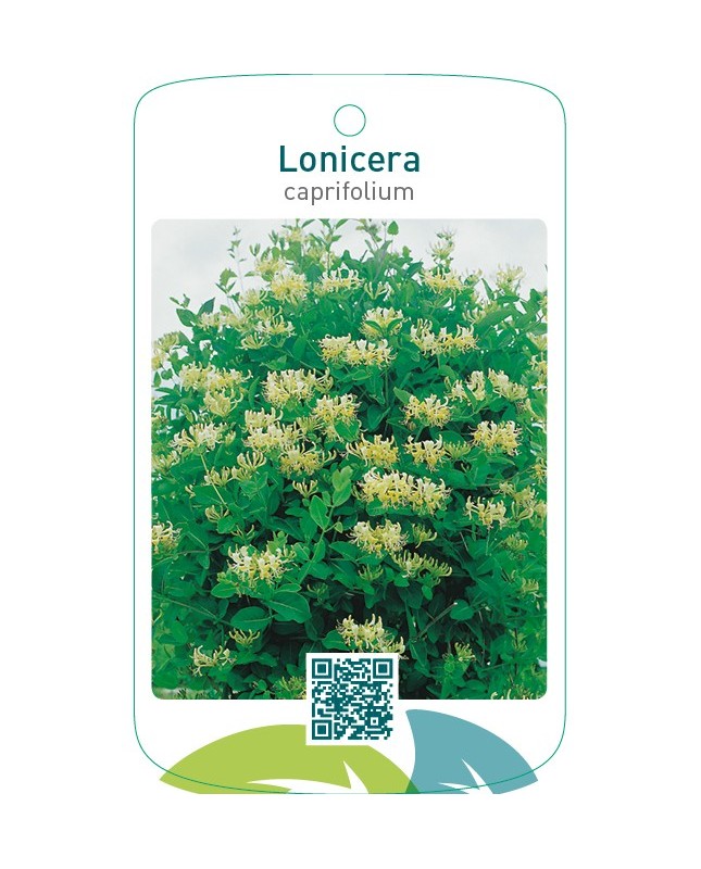 Lonicera caprifolium