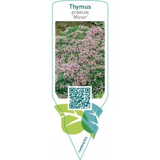 Thymus praecox ‘Minor’