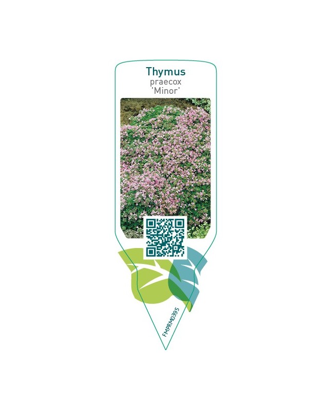 Thymus praecox ‘Minor’