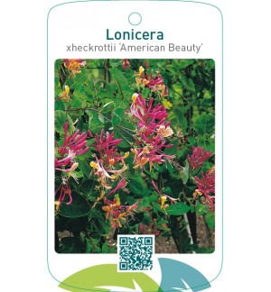 Lonicera xheckrottii ‘American Beauty’
