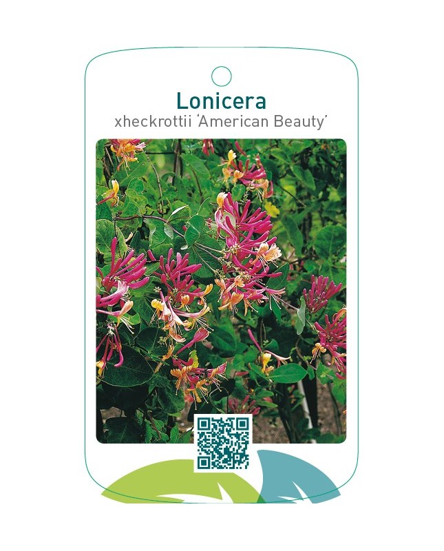 Lonicera xheckrottii ‘American Beauty’