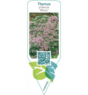 Etichette di Thymus praecox ‘Minor’ *
