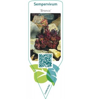 Etichette di Sempervivum ‘Bronco’ *