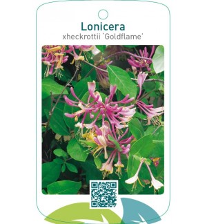 Lonicera xheckrottii ‘Goldflame’