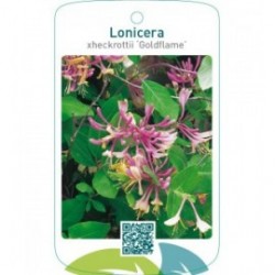 Lonicera xheckrottii ‘Goldflame’