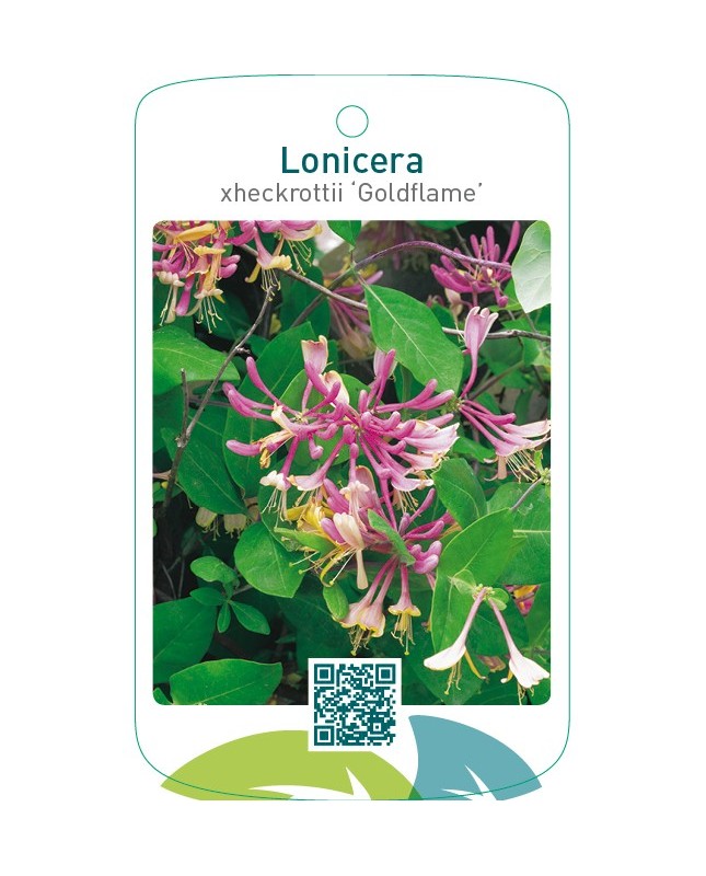 Lonicera xheckrottii ‘Goldflame’