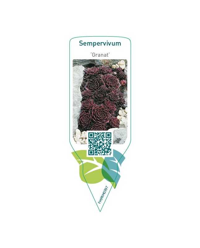 Sempervivum ‘Granat’